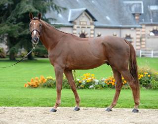 CHABADA DE L'ESQUES ETALON SPORT DU HARAS DE L'ESQUES CHABADA DE L'ESQUES ETALON SPORT DU HARAS DE L'ESQUES