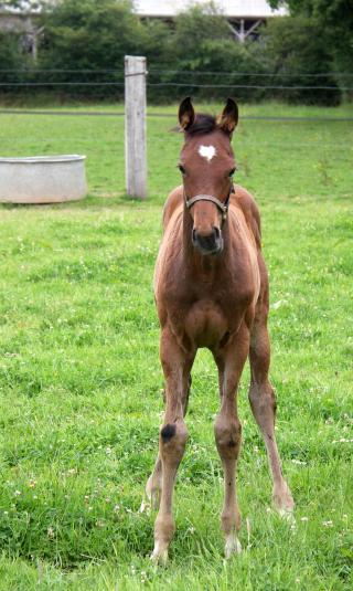 TOUT NOUVEAU, TOUT BEAU TOUT NOUVEAU, TOUT BEAU