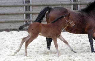 NAISSANCE LE 07 FEVRIER 2012