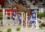 CHABADA de L'ESQUES au concours étalons 2015