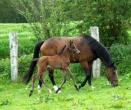 Foal d'UNIKA