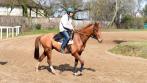 Dé d'Or Esqua à l'entrainement avec Olivier Regley le 10/03/16 à Maisons Laffitte