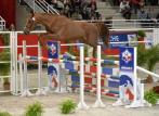 CHABADA de L'ESQUES concours étalons 2015