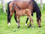 Foal d'UNIKA