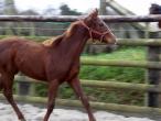 UNE MAILLE ESQUA ET SON FOAL DE 2014