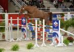 CHABADA de L'ESQUES concours étalons 2015