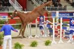 CHABADA de L'ESQUES au concours étalons 2015