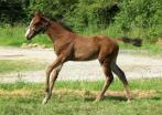 ELUSIVE ESQUA FOAL