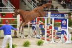 CHABADA de L'ESQUES concours étalons 2015