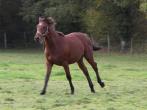 TWIST KING DE L'ESQUES TWIST KING DE L'ESQUES