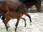 Foal d'UNIKA