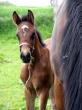 Foal d'UNIKA