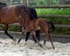 Foal d'UNIKA