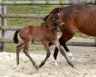 Foal d'UNIKA