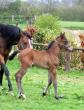 Foal d'UNIKA