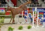 CHABADA de L'ESQUES concours étalons 2015