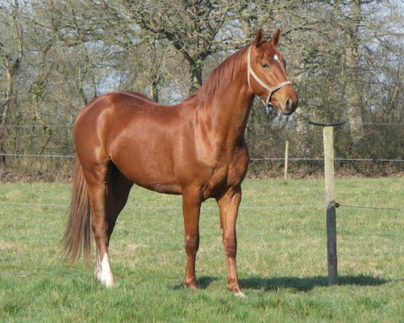 Cheval vendu Selle Francais de 15 ans par KASHMIR VAN T SCHUTTERSHOF et ULTAN